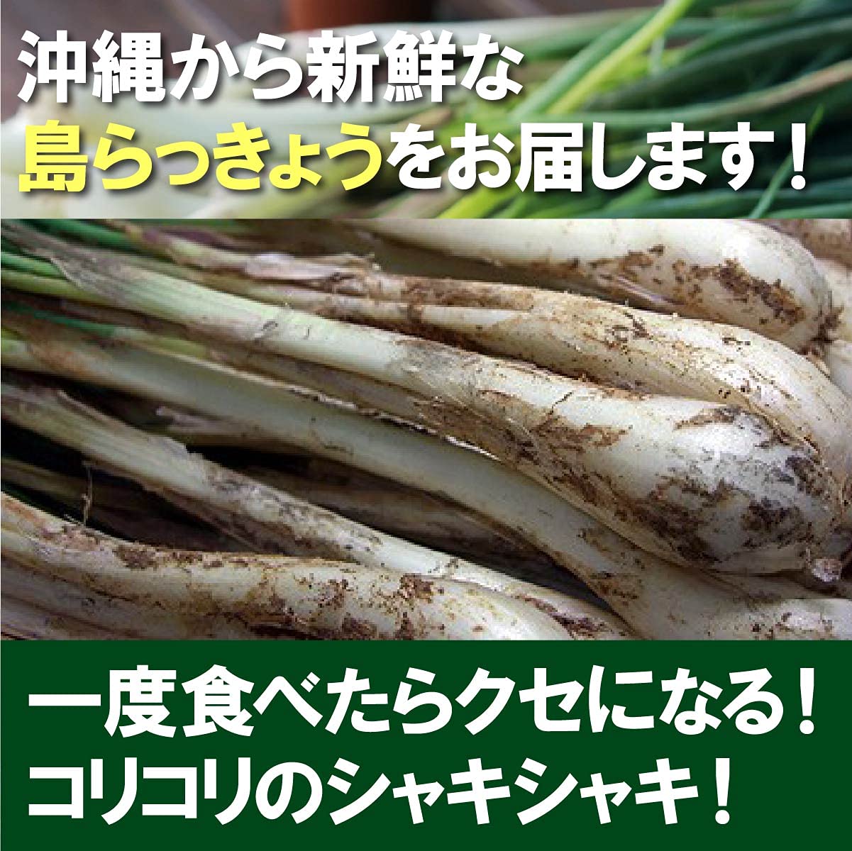 Amazon.co.jp: 琉球フロント沖縄 沖縄県産 島らっきょう 3kg（500g×6束